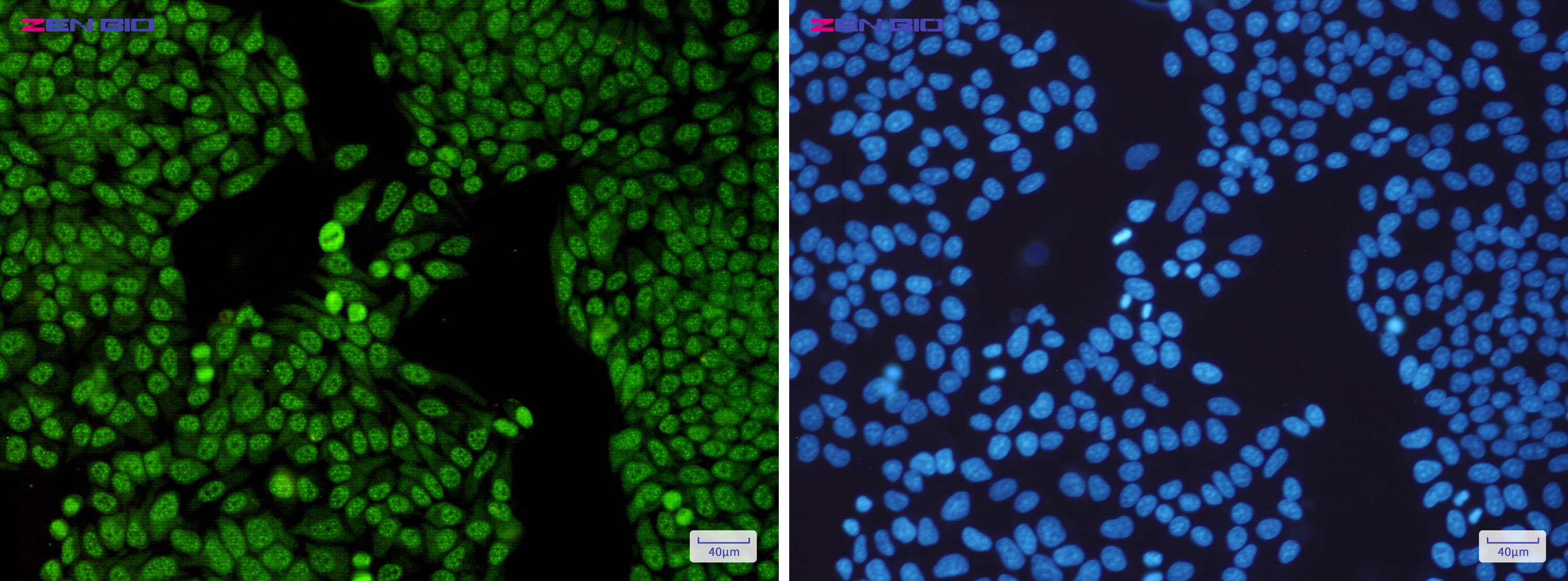 Immunocytochemistry of SF3B3(green) in Hela cells using SF3B3 Rabbit pAb at dilution 1/50, and DAPI(blue)