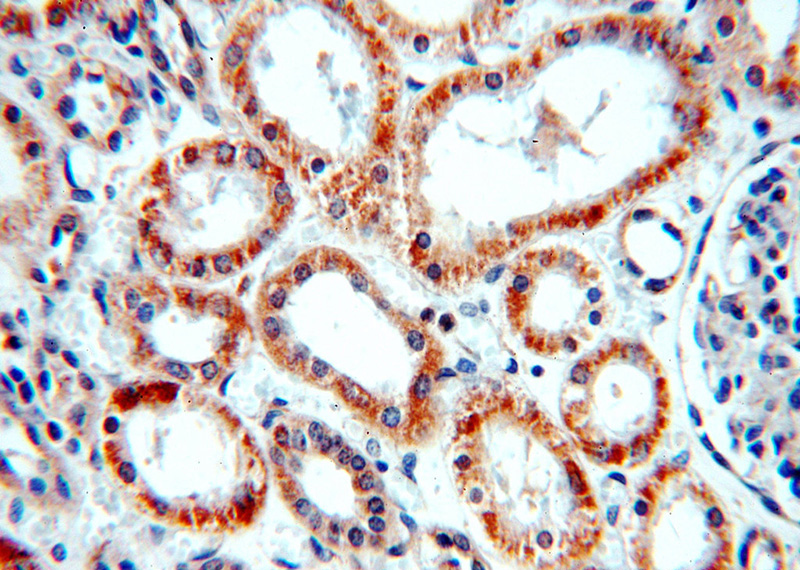 Immunohistochemical of paraffin-embedded human kidney using Catalog No:112952(NARFL-Specific antibody) at dilution of 1:100 (under 40x lens)
