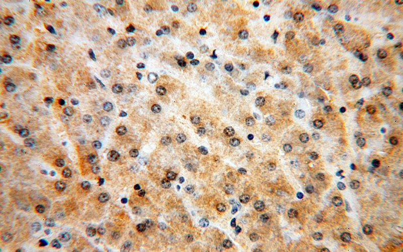 Immunohistochemical of paraffin-embedded human liver using Catalog No:109700(CYP3A4 antibody) at dilution of 1:50 (under 40x lens)