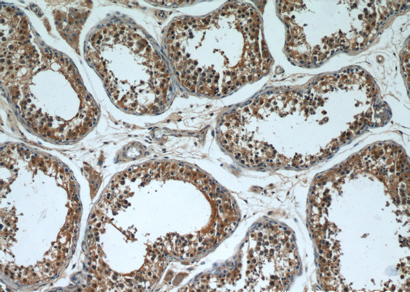 Immunohistochemical of paraffin-embedded human testis using Catalog No:116733(VDAC3 antibody) at dilution of 1:50 (under 10x lens)