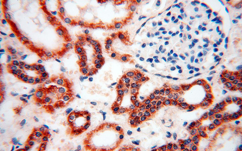 Immunohistochemical of paraffin-embedded human kidney using Catalog No:109322(CISD2 antibody) at dilution of 1:100 (under 40x lens)