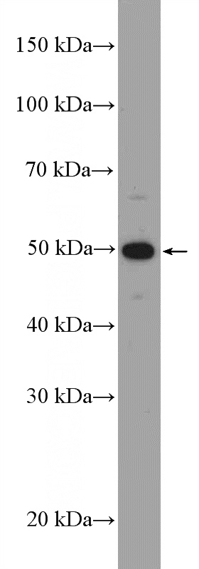 HL-60 cells were subjected to SDS PAGE followed by western blot with Catalog No:114641(RGS11 Antibody) at dilution of 1:1000