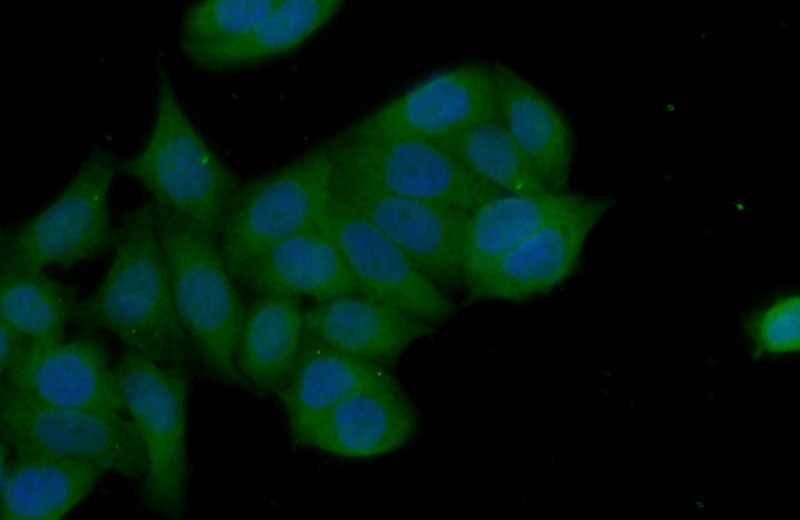 Immunofluorescent analysis of (10% Formaldehyde) fixed HeLa cells using Catalog No:107948(AKT Antibody) at dilution of 1:50 and Alexa Fluor 488-congugated AffiniPure Goat Anti-Rabbit IgG(H+L)