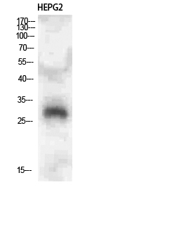 Fig1:; Western Blot analysis of HEPG2 cells using CLECSF6 Polyclonal Antibody diluted at 1:500. Secondary antibody（catalog#: HA1001) was diluted at 1:20000