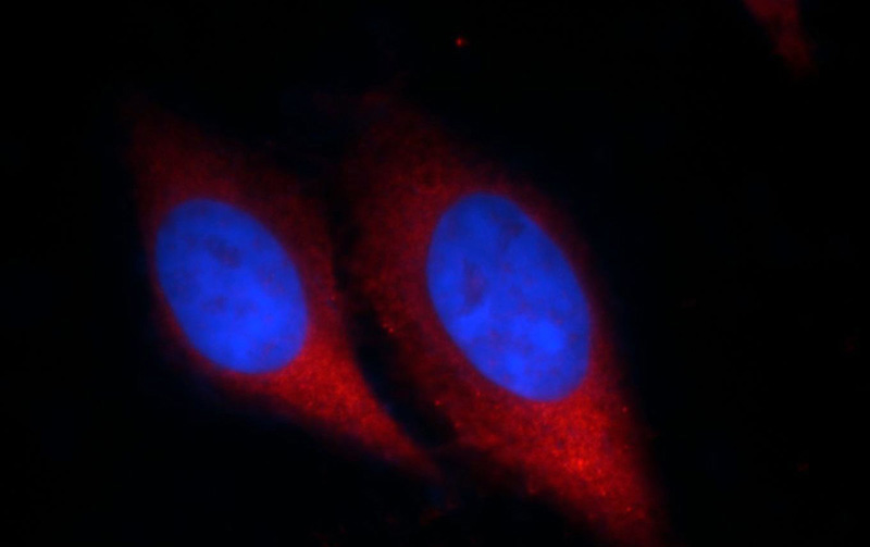 Immunofluorescent analysis of HepG2 cells, using CHMP2B antibody Catalog No:109234 at 1:25 dilution and Rhodamine-labeled goat anti-rabbit IgG (red). Blue pseudocolor = DAPI (fluorescent DNA dye).