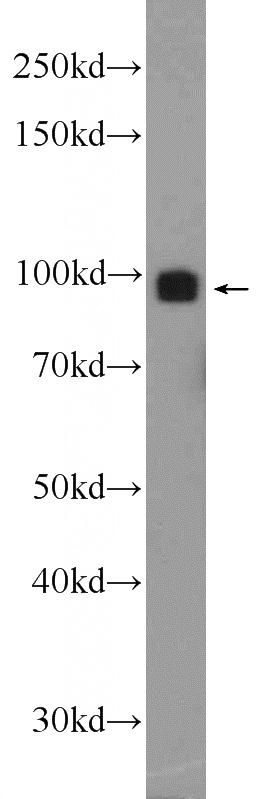 L02 cells were subjected to SDS PAGE followed by western blot with Catalog No:115855(TARSL2 Antibody) at dilution of 1:1000