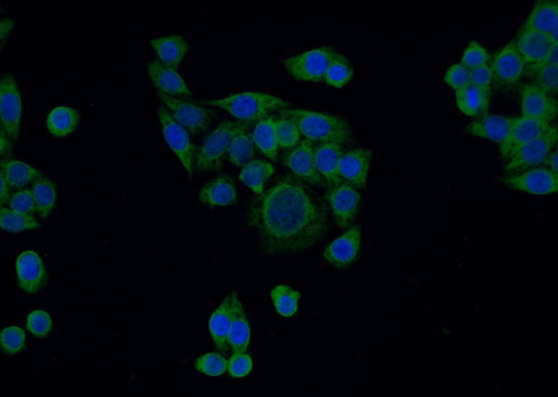 Immunofluorescent analysis of HeLa cells using Catalog No:113718(PERK Antibody) at dilution of 1:25 and Alexa Fluor 488-congugated AffiniPure Goat Anti-Rabbit IgG(H+L)