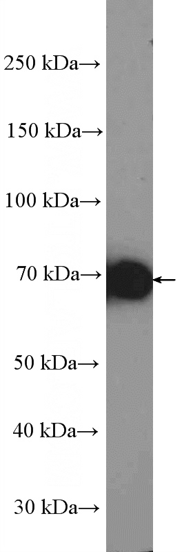 HEK-293 cells were subjected to SDS PAGE followed by western blot with Catalog No:111472(Hsc70 Antibody) at dilution of 1:2000