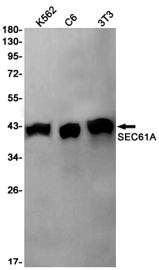 Western blot detection of SEC61A in K562,C6,3T3 cell lysates using SEC61A Rabbit pAb(1:1000 diluted).Predicted band size:52kDa.Observed band size:40kDa.