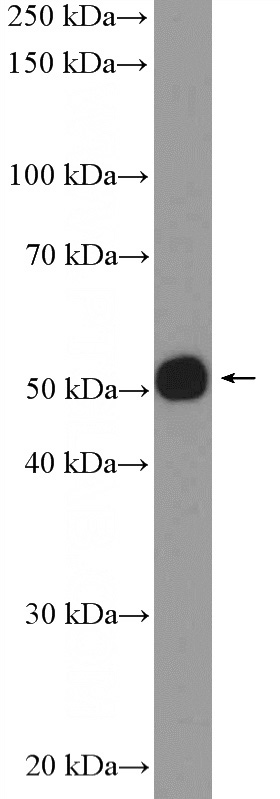 NIH/3T3 cells were subjected to SDS PAGE followed by western blot with Catalog No:110001(DMAP1 Antibody) at dilution of 1:1000