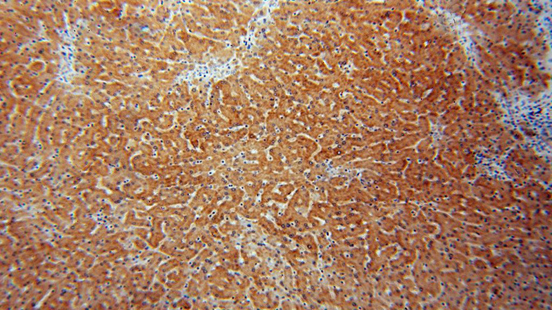 Immunohistochemical of paraffin-embedded human liver using Catalog No:109692(CYP2C8 antibody) at dilution of 1:50 (under 10x lens)