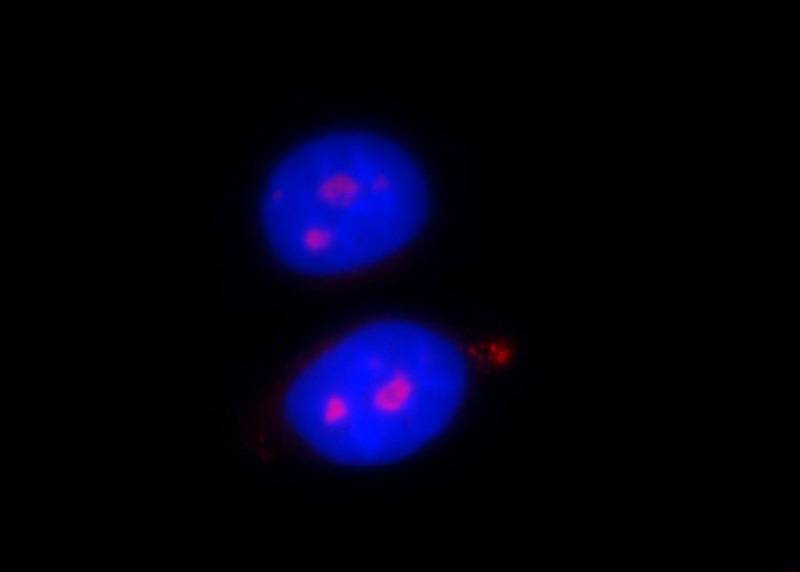 Immunofluorescent analysis of HepG2 cells, using PWP2 antibody Catalog No:114348 at 1:25 dilution and Rhodamine-labeled goat anti-rabbit IgG (red). Blue pseudocolor = DAPI (fluorescent DNA dye).