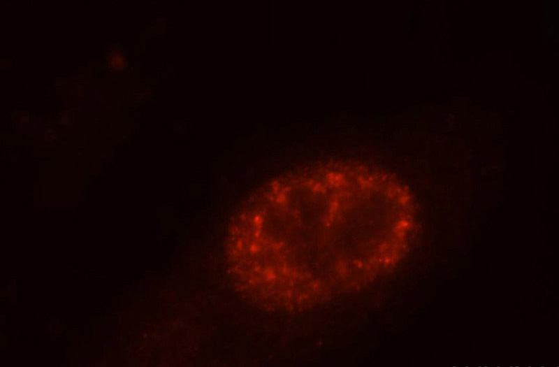 Immunofluorescent analysis of Hela cells, using SF3A3 antibody Catalog No:115135 at 1:25 dilution and Rhodamine-labeled goat anti-rabbit IgG (red).