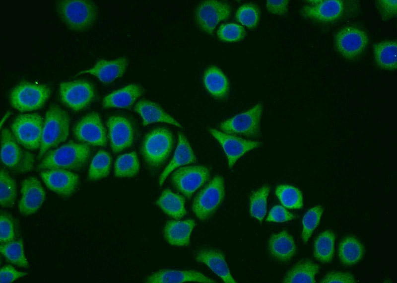 Immunofluorescent analysis of PC-3 cells using Catalog No:109656(CYB5R1 Antibody) at dilution of 1:25 and Alexa Fluor 488-congugated AffiniPure Goat Anti-Rabbit IgG(H+L)