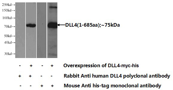 Transfected HEK-293 cells were subjected to SDS PAGE followed by western blot with Catalog No:109997(DLL4 Antibody) at dilution of 1:1000
