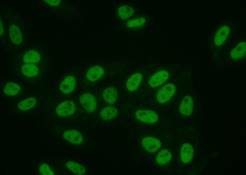 Immunofluorescent analysis of (10% Formaldehyde) fixed HepG2 cells using Catalog No:115429(SMARCA5 Antibody) at dilution of 1:50 and Alexa Fluor 488-congugated AffiniPure Goat Anti-Rabbit IgG(H+L)
