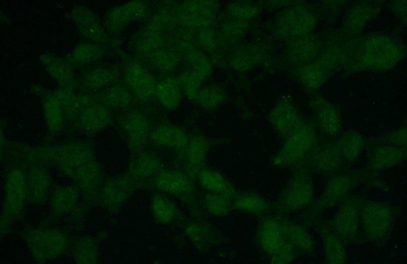 Immunofluorescent analysis of (10% Formaldehyde) fixed HEK-293 cells using Catalog No:115383(SMC6 Antibody) at dilution of 1:50 and Alexa Fluor 488-congugated AffiniPure Goat Anti-Rabbit IgG(H+L)