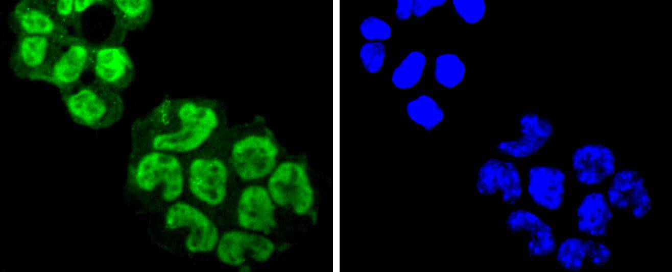 Fig3: ICC staining EIF2C3 in F9 cells (green). The nuclear counter stain is DAPI (blue). Cells were fixed in paraformaldehyde, permeabilised with 0.25% Triton X100/PBS.