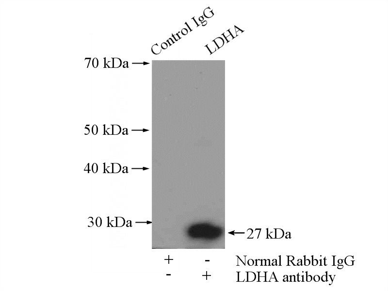 IP Result of anti-LDHA-Specific (IP:Catalog No:112183, 4ug; Detection:Catalog No:112183 1:2000) with mouse kidney tissue lysate 4000ug.