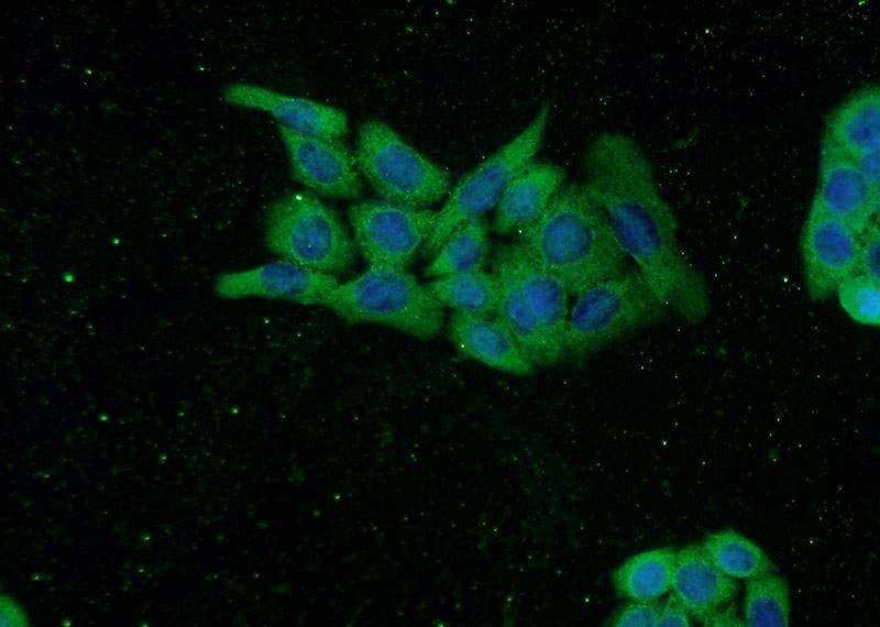 Immunofluorescent analysis of HeLa cells using Catalog No:115856(TASP1 Antibody) at dilution of 1:50 and Alexa Fluor 488-congugated AffiniPure Goat Anti-Rabbit IgG(H+L)