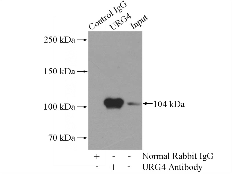IP Result of anti-URG4 (IP:Catalog No:116643, 4ug; Detection:Catalog No:116643 1:300) with HEK-293 cells lysate 880ug.
