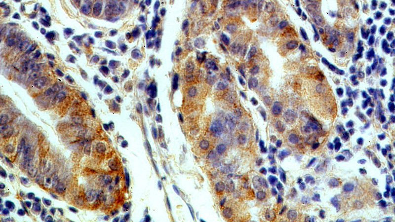 Immunohistochemical of paraffin-embedded human stomach using Catalog No:111071(GPR105 antibody) at dilution of 1:50 (under 40x lens)