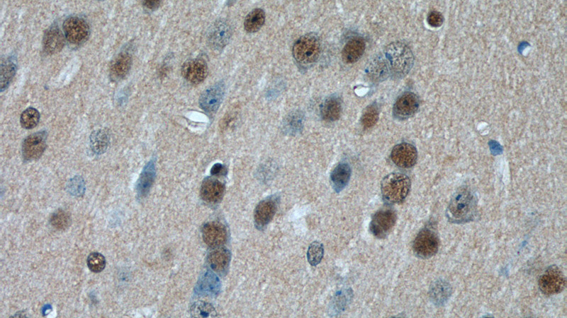 Immunohistochemistry of paraffin-embedded mouse brain tissue slide using Catalog No:109099(CDC26 Antibody) at dilution of 1:50 (under 40x lens)