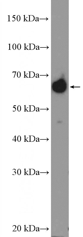 BxPC-3 cells were subjected to SDS PAGE followed by western blot with Catalog No:113110(NELF-B Antibody) at dilution of 1:1000
