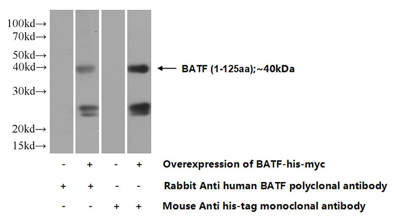Transfected HEK-293 cells were subjected to SDS PAGE followed by western blot with Catalog No:108362(BATF Antibody) at dilution of 1:1000