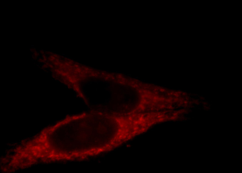 Immunofluorescent analysis of HepG2 cells, using GRPEL1 antibody Catalog No:111224 at 1:25 dilution and Rhodamine-labeled goat anti-rabbit IgG (red).