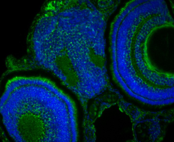Fig1:; IF staining of YARS2 in Zebrafish embryos (green). The nuclear counter stain is DAPI (blue). Cells were fixed in paraformaldehyde, permeabilised with 0.25% Triton X100/PBS.