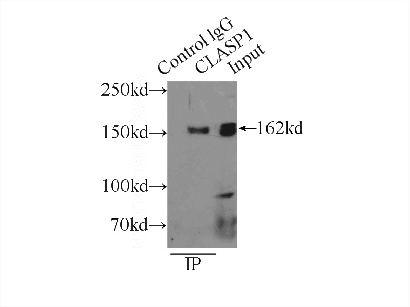 IP Result of anti-CLASP1 (IP:Catalog No:109333, 4ug; Detection:Catalog No:109333 1:500) with HeLa cells lysate 2000ug.