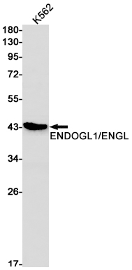 Western blot detection of ENDOGL1/ENGL in K562 cell lysates using ENDOGL1/ENGL Rabbit mAb(1:1000 diluted).Predicted band size:41kDa.Observed band size:41kDa.