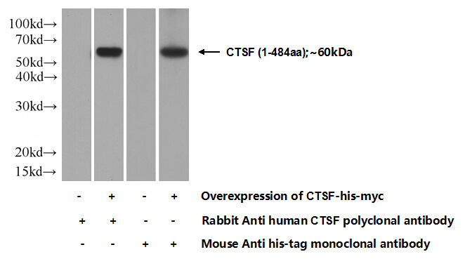 Transfected HEK-293 cells were subjected to SDS PAGE followed by western blot with Catalog No:108890(CTSF Antibody) at dilution of 1:1000