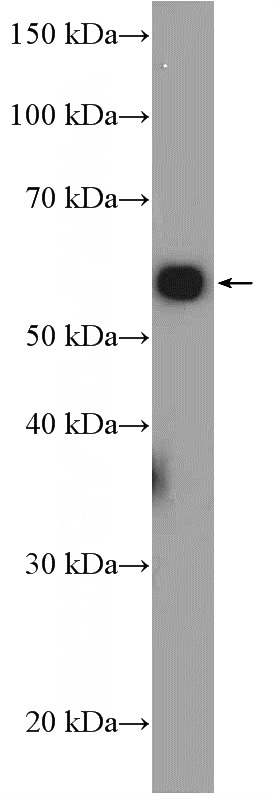 HepG2 cells were subjected to SDS PAGE followed by western blot with Catalog No:109307(CIAO1 Antibody) at dilution of 1:4000