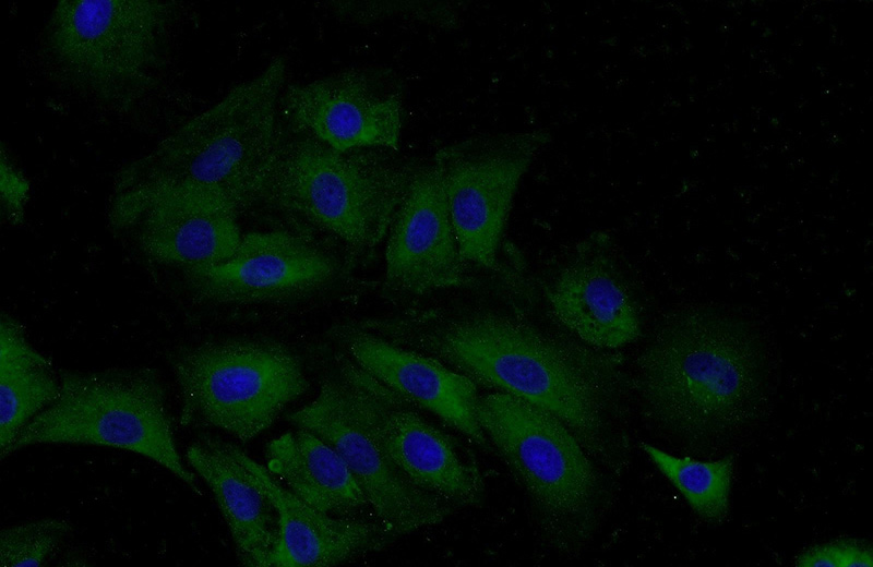 Immunofluorescent analysis of A549 cells using Catalog No:117218(BPIL1 Antibody) at dilution of 1:50 and Alexa Fluor 488-congugated AffiniPure Goat Anti-Rabbit IgG(H+L)
