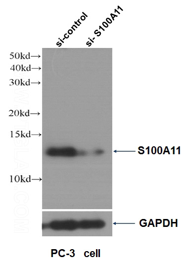 WB result of S100A11 antibody (Catalog No:114955, 1:4000) with si-control and si-S100A11 transfected PC-3 cells.