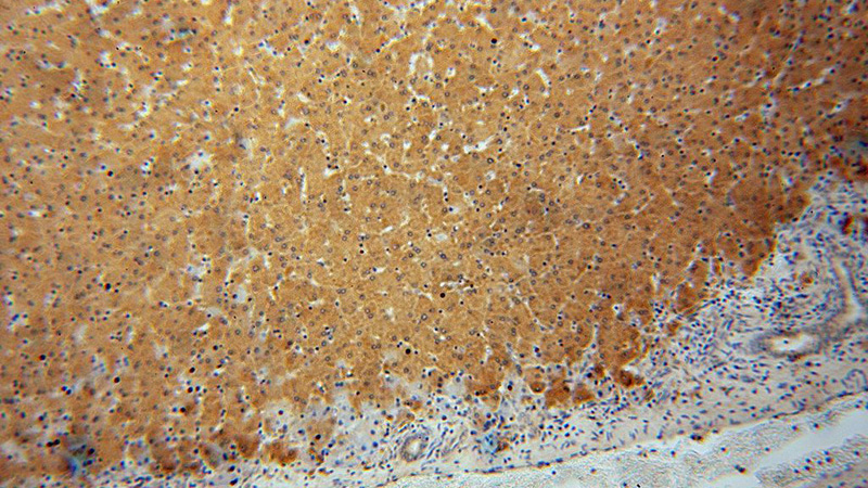Immunohistochemical of paraffin-embedded human liver using Catalog No:114767(RNH1 antibody) at dilution of 1:50 (under 10x lens)
