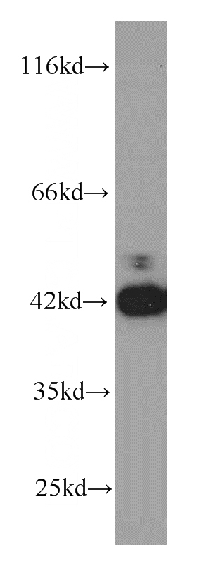 HeLa cells were subjected to SDS PAGE followed by western blot with Catalog No:107448(PA2G4 antibody) at dilution of 1:1000