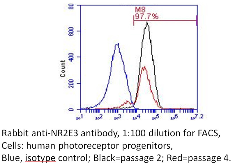 FC result of NR2E3 antibody (Catalog No:113266, 1:100) with human photoreceptor progenitors cells. Blue, isotype control; Black=passage 2; Red=passage 4.
