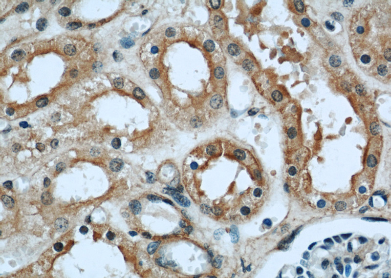 Immunohistochemical of paraffin-embedded human kidney using Catalog No:110989(GNAI3 antibody) at dilution of 1:50 (under 40x lens)