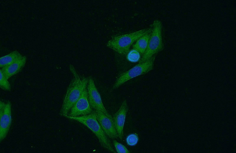 Immunofluorescent analysis of HepG2 cells using Catalog No:108245(ARF3 Antibody) at dilution of 1:50 and Alexa Fluor 488-congugated AffiniPure Goat Anti-Rabbit IgG(H+L)