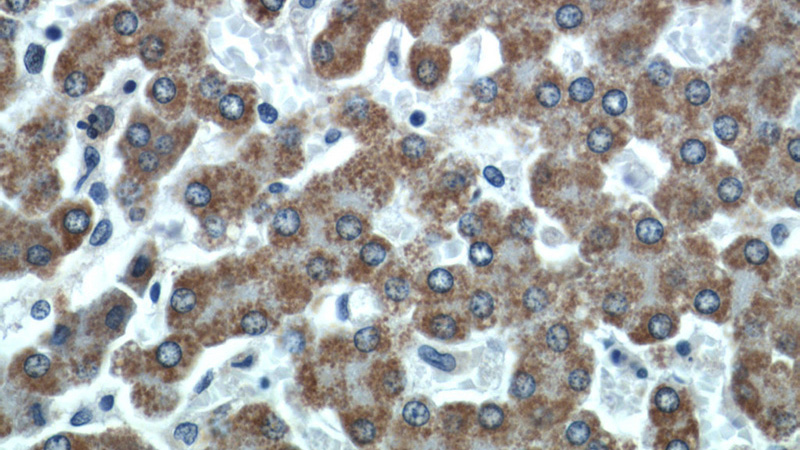 Immunohistochemical of paraffin-embedded human liver using Catalog No:109198(CFHR3 antibody) at dilution of 1:50 (under 40x lens)