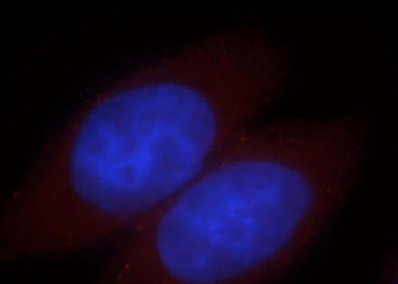 Immunofluorescent analysis of MCF-7 cells, using FKBP6 antibody Catalog No:110679 at 1:25 dilution and Rhodamine-labeled goat anti-rabbit IgG (red). Blue pseudocolor = DAPI (fluorescent DNA dye).