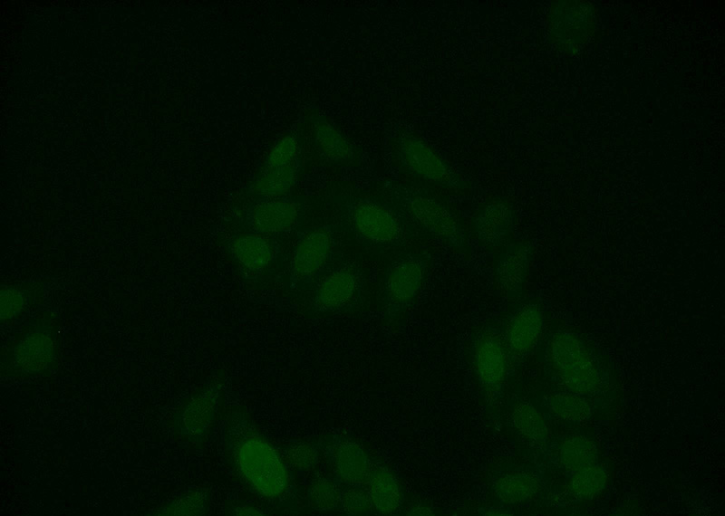 Immunofluorescent analysis of HepG2 cells using Catalog No:114936(RUNX1 Antibody) at dilution of 1:25 and Alexa Fluor 488-congugated AffiniPure Goat Anti-Rabbit IgG(H+L)