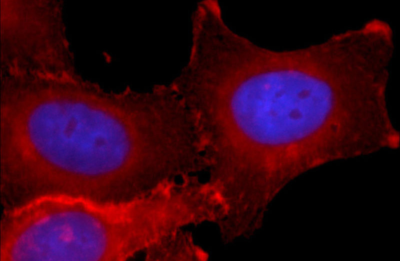 Immunofluorescent analysis of HepG2 cells using Catalog No:112563 (SLC16A3 Antibody) at dilution of 1:50 and Rhodamine-labeled goat anti-rabbit IgG (red).