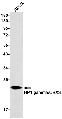 Western blot detection of HP1 gamma/CBX3 in Jurkat cell lysates using HP1 gamma/CBX3 Rabbit mAb(1:500 diluted).Predicted band size:21kDa.Observed band size:21kDa.