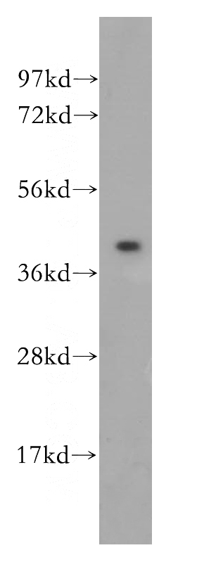 HepG2 cells were subjected to SDS PAGE followed by western blot with Catalog No:113993(POFUT1 antibody) at dilution of 1:500