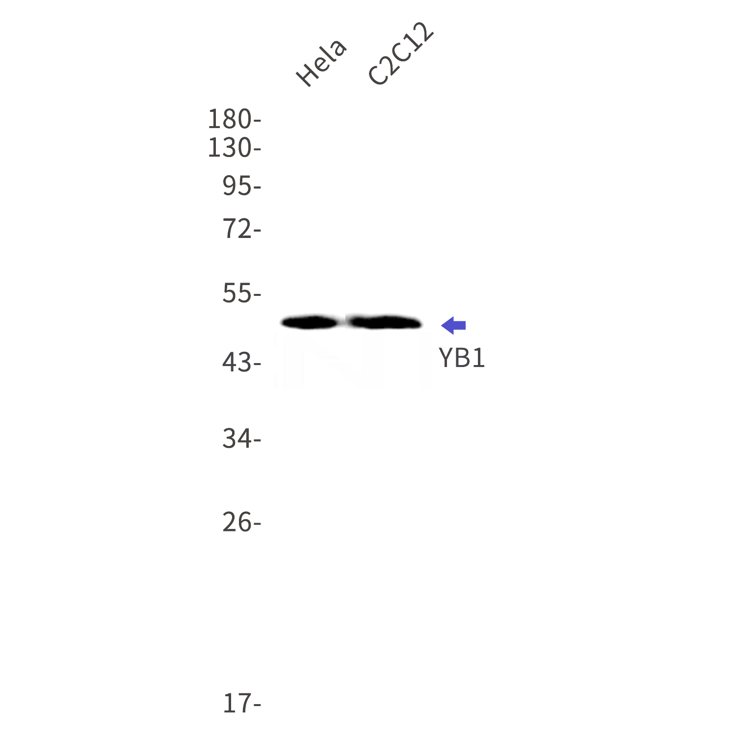 Western blot detection of YB1 in Hela,C2C12 cell lysates using YB1 Rabbit mAb(1:1000 diluted).Predicted band size:36kDa.Observed band size:49kDa.