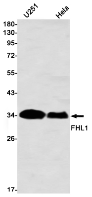 Western blot detection of FHL1 in Hela,U251 using FHL1 Rabbit mAb(1:1000 diluted)